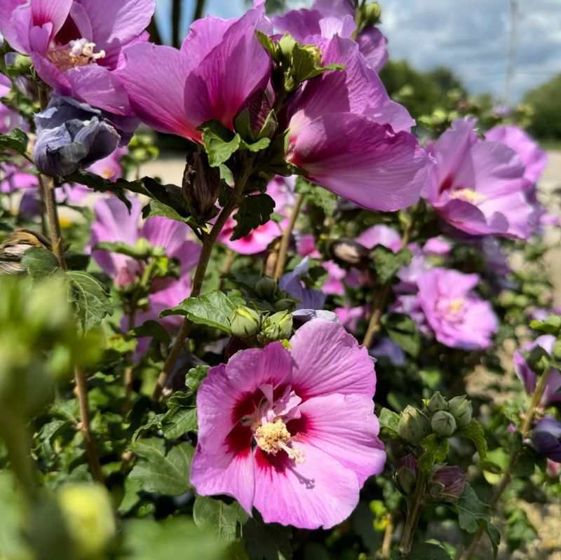 Rose of Sharon