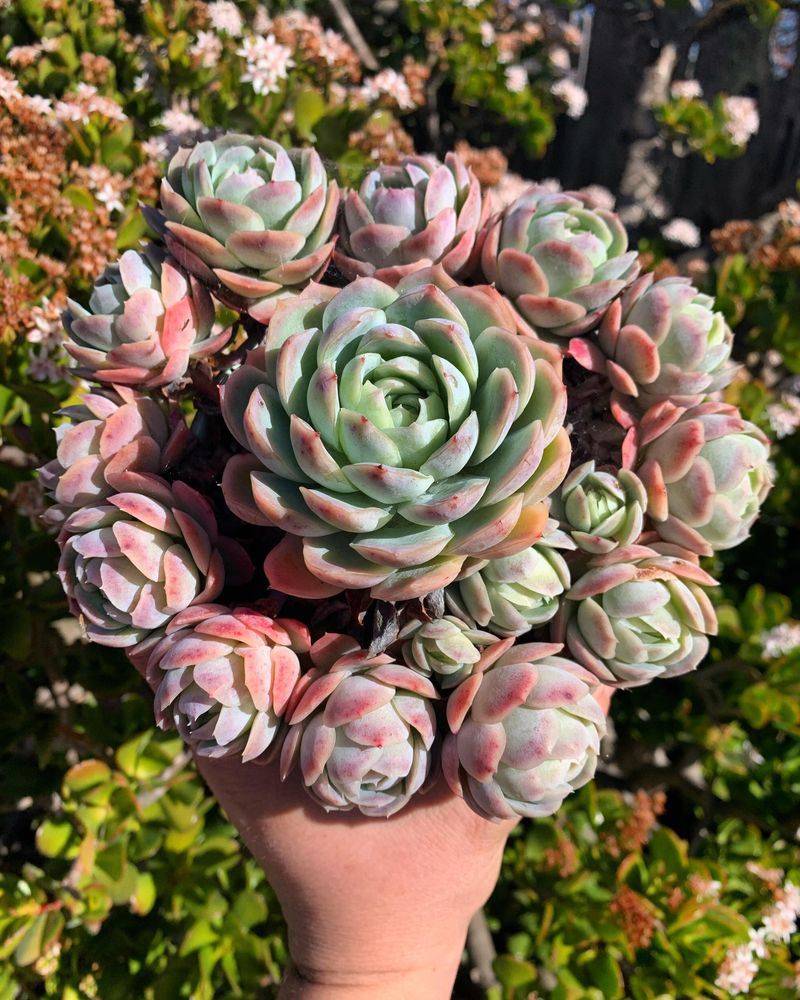 Echeveria elegans