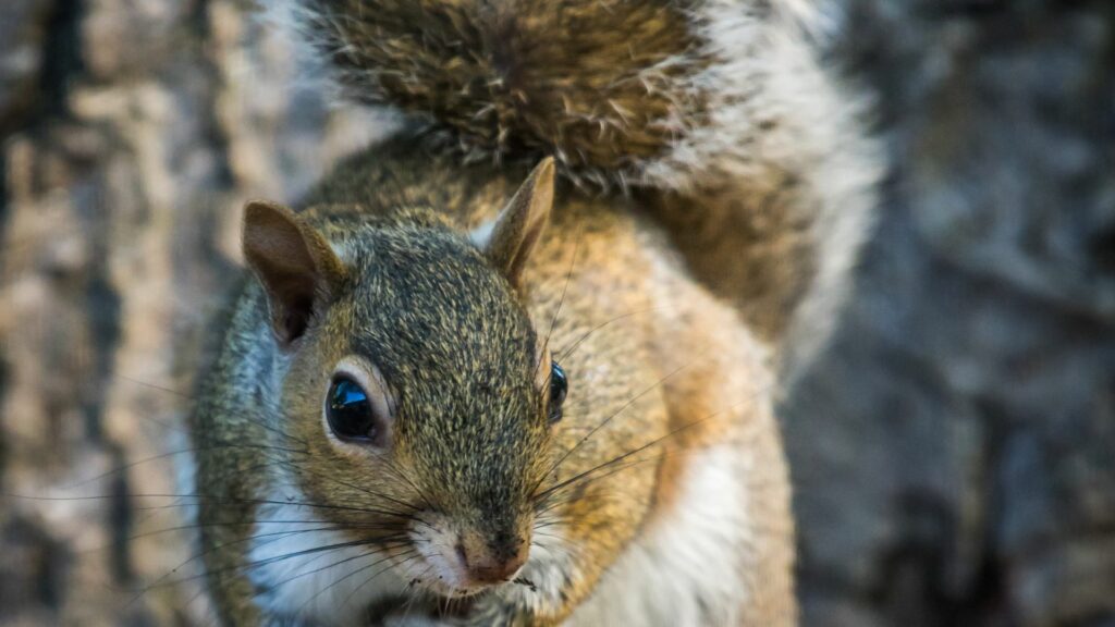 Squirrel in the yard