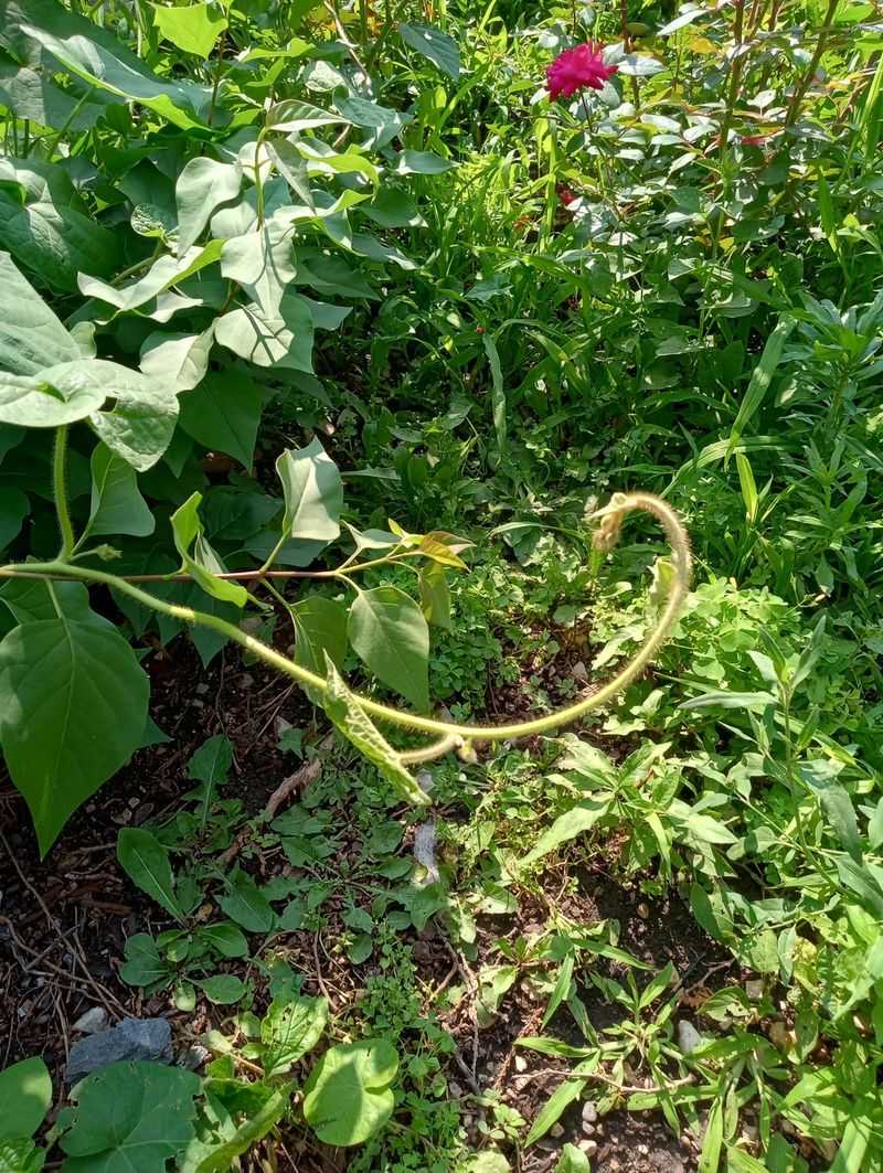 Plant Clusters of Same Species