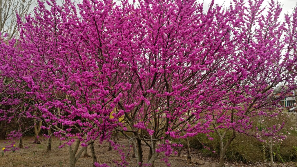 Create Your Own Private Outdoor Oasis – 27 Breathtaking Trees & Shrubs ...