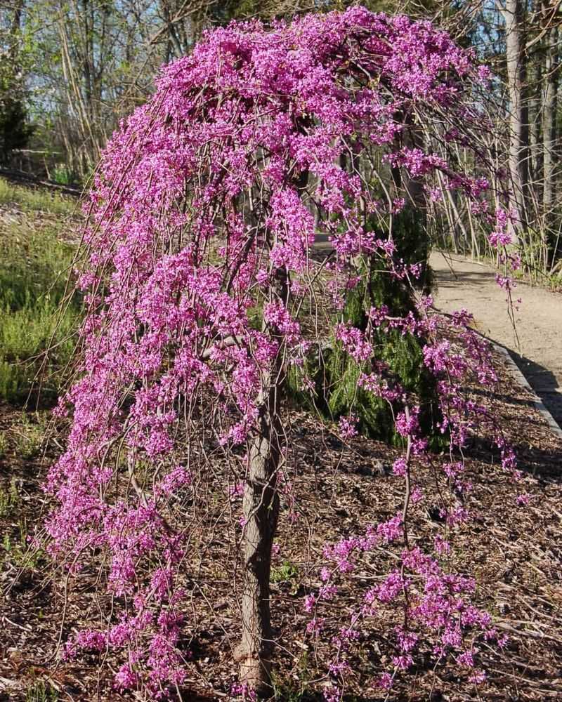 Lavender Twist Redbud