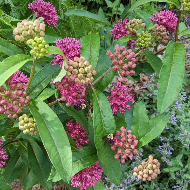 Choose the Right Milkweed