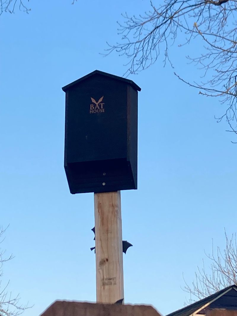 Install Bat Houses