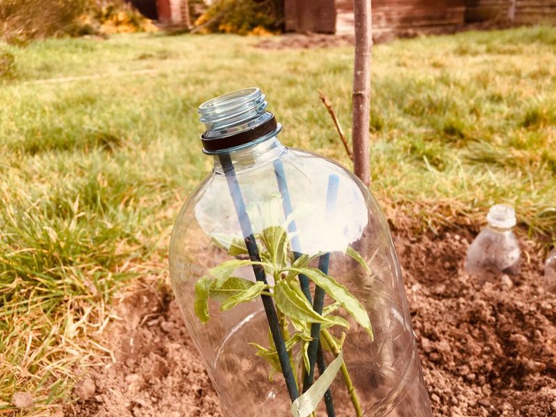 Build a Small Greenhouse with Plastic Bottles