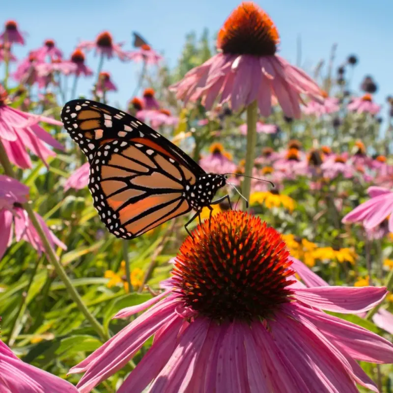 Plant a Butterfly Garden