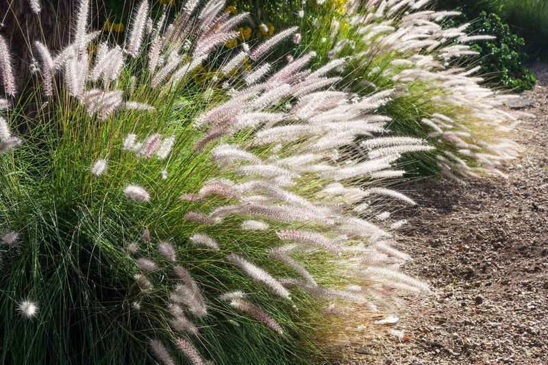 Plant Ornamental Grasses