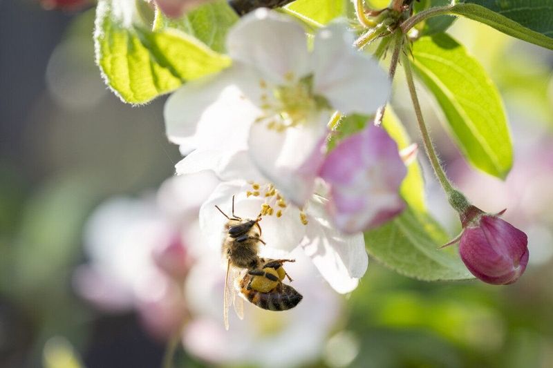 Plant Fruit Trees and Shrubs