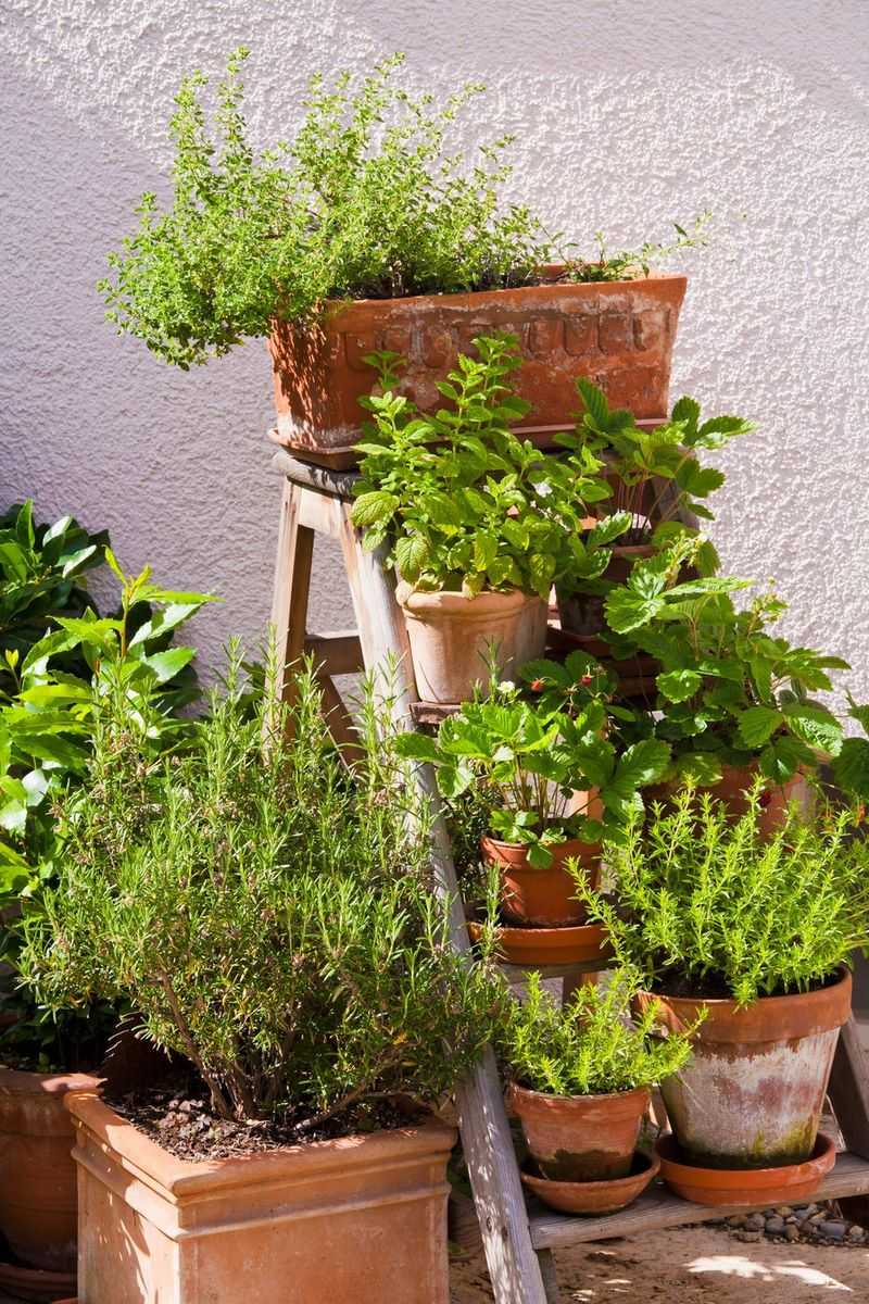 Plant a herb garden