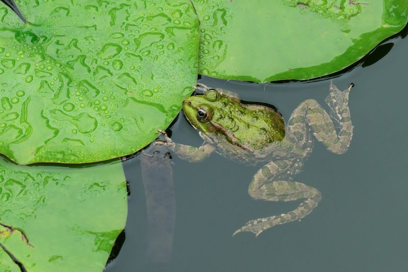 Promotes Healthy Water Features