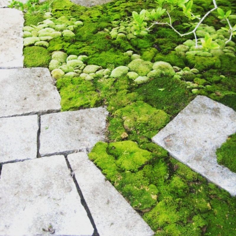 Incorporating Moss Gardens