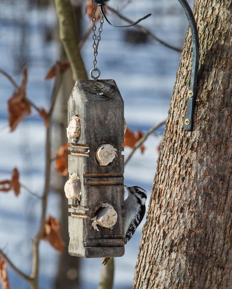 Offering Suet Blocks