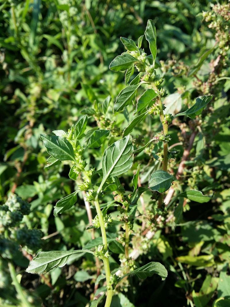 Wild Amaranth (Amaranthus spp.) – The Protein-Rich Grain