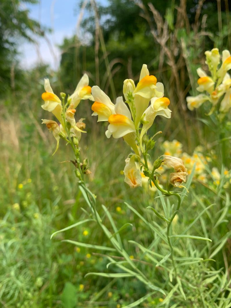 Yellow Toadflax