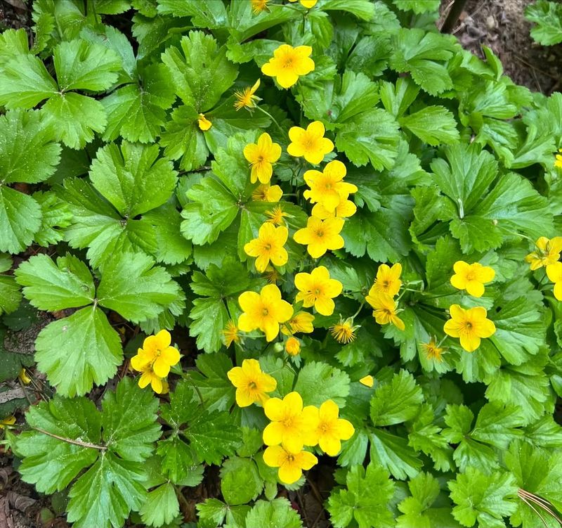 Barren Strawberry