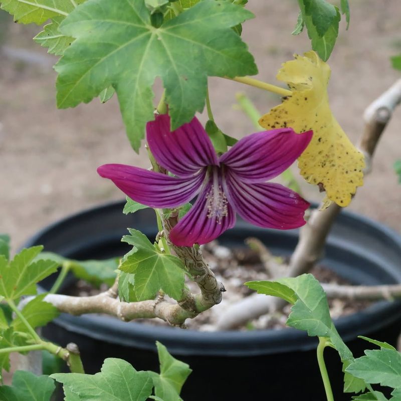 Lavatera