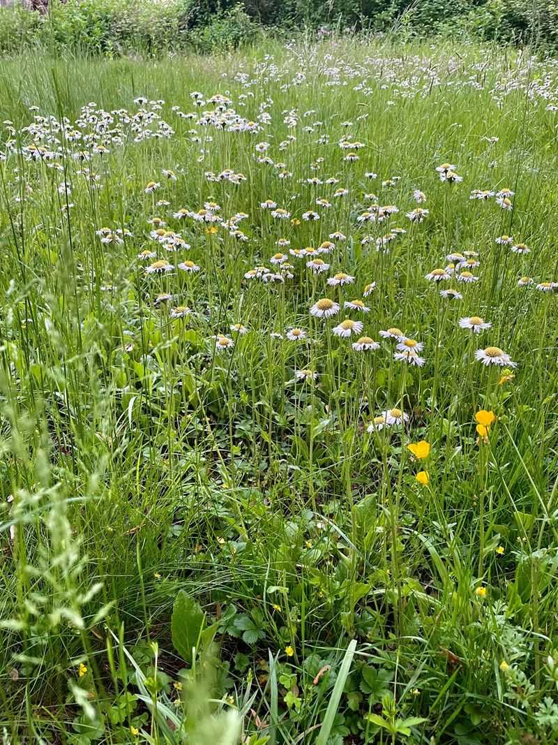 Dwarf Meadow Plants