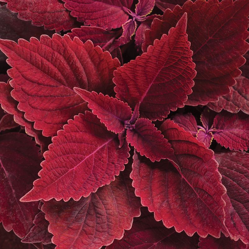 Red-leafed Coleus