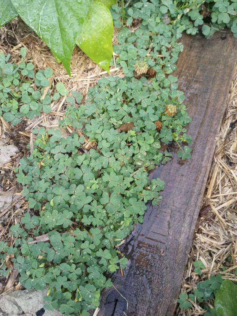 Wood Sorrel