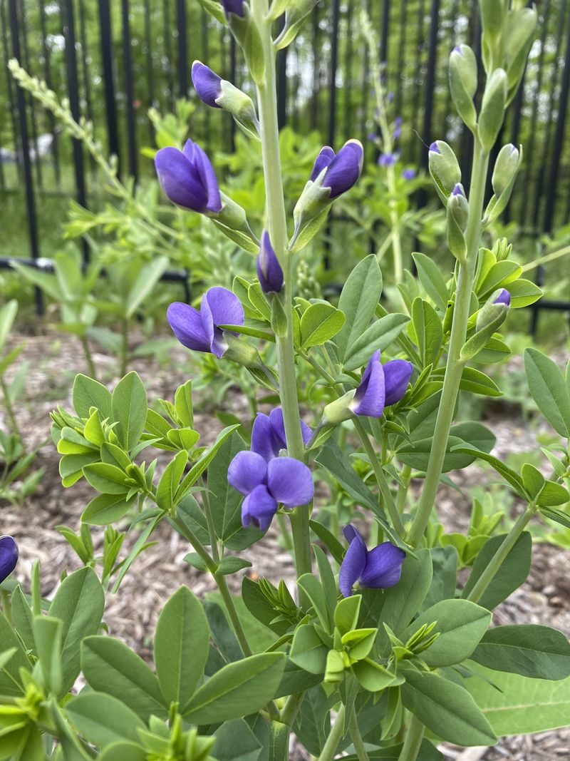 Baptisia (False Indigo)