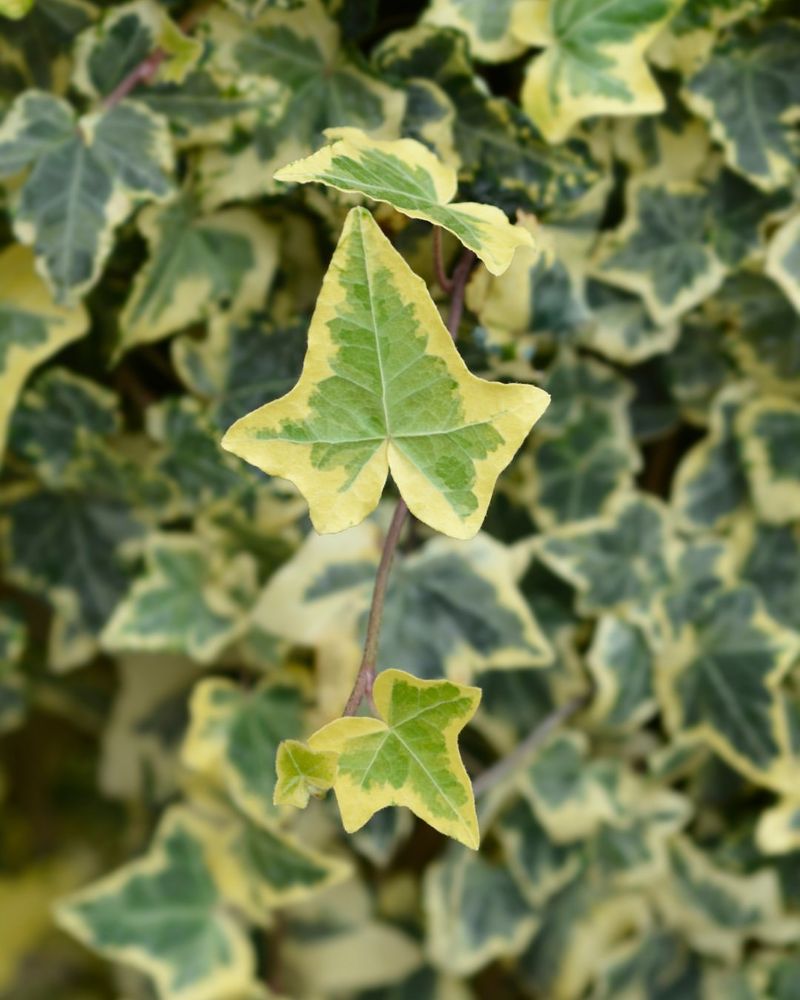 English Ivy – A Climber That Crowds and Smothers