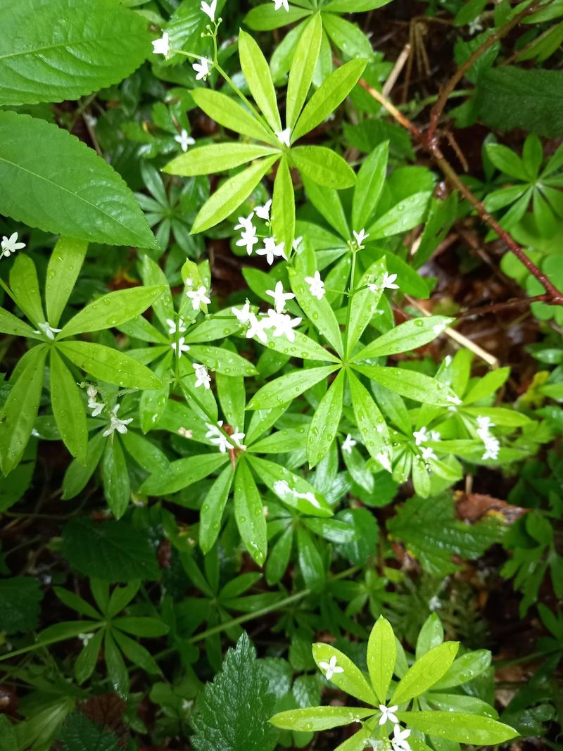 Sweet Woodruff