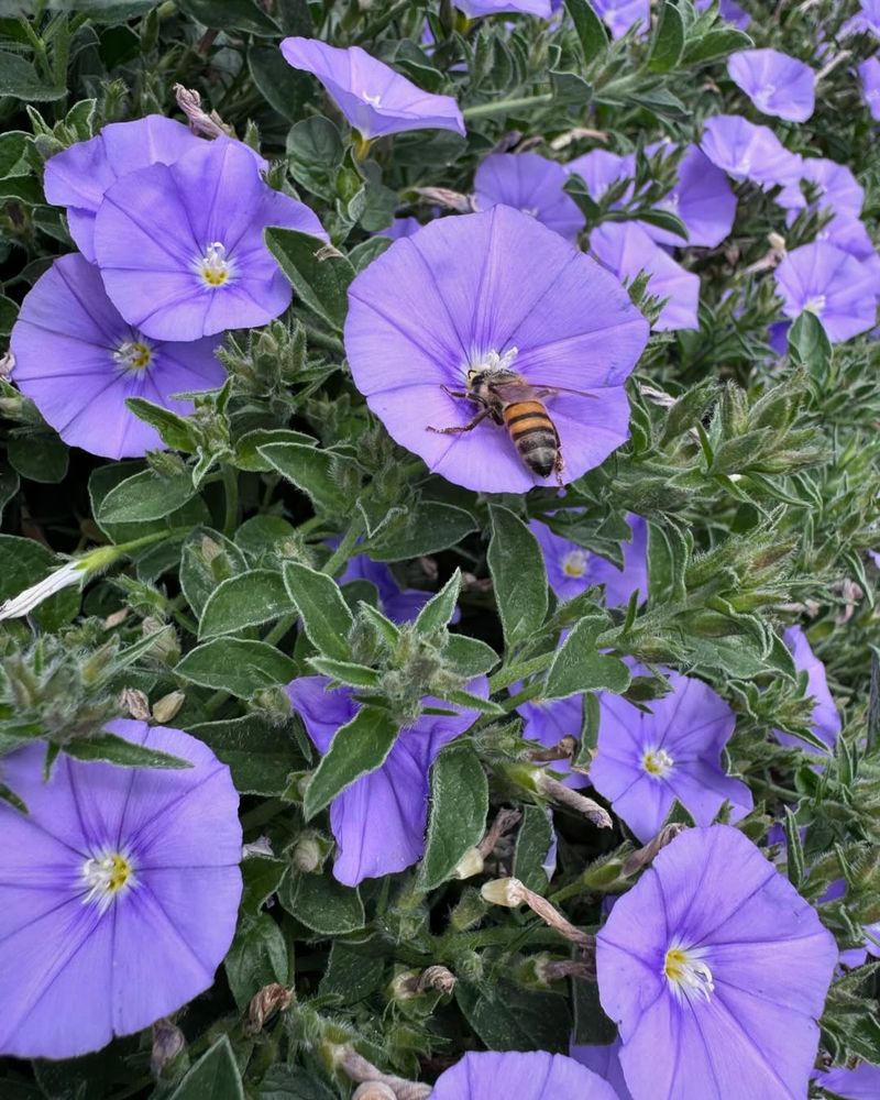 Ground Morning Glory