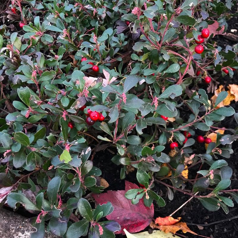 Bearberry (Arctostaphylos uva-ursi)