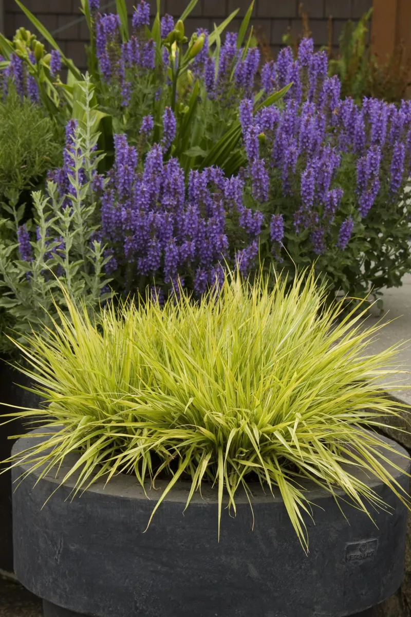 Variegated Moor Grass