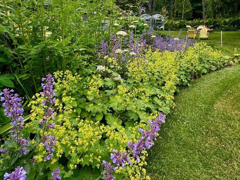 Alchemilla Mollis (Lady's Mantle)