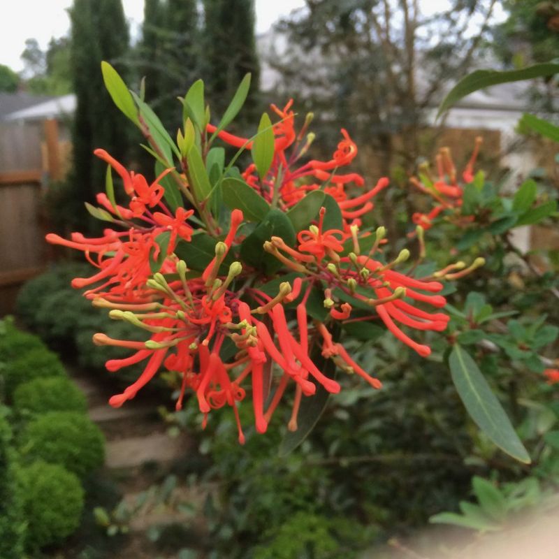 Chilean Fire Bush