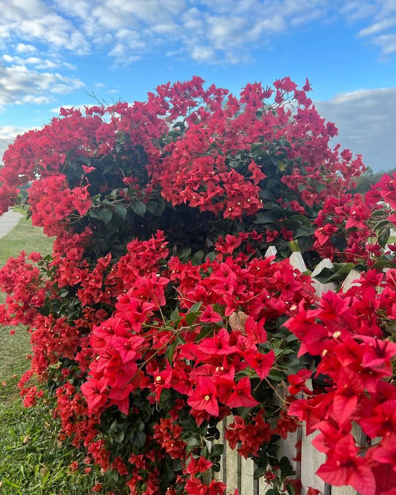 Red Bougainvillea