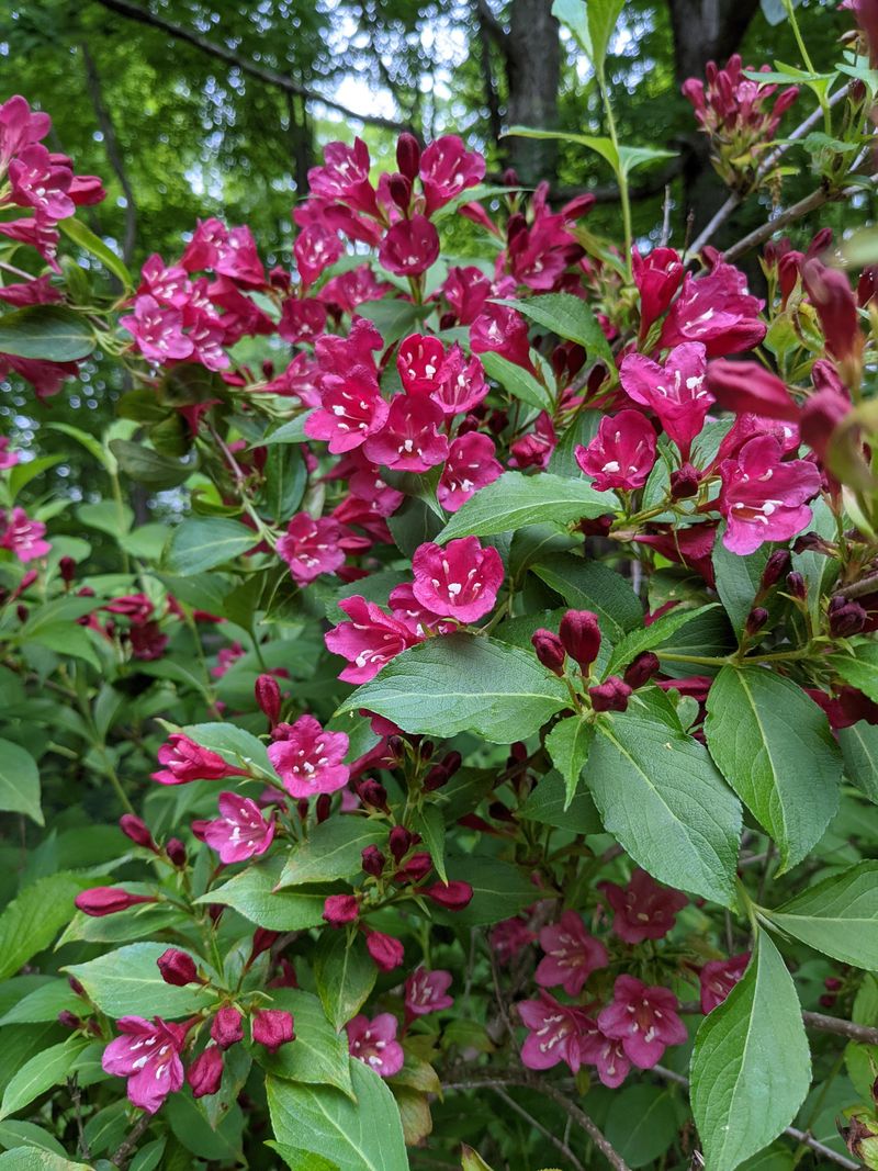 Weigela