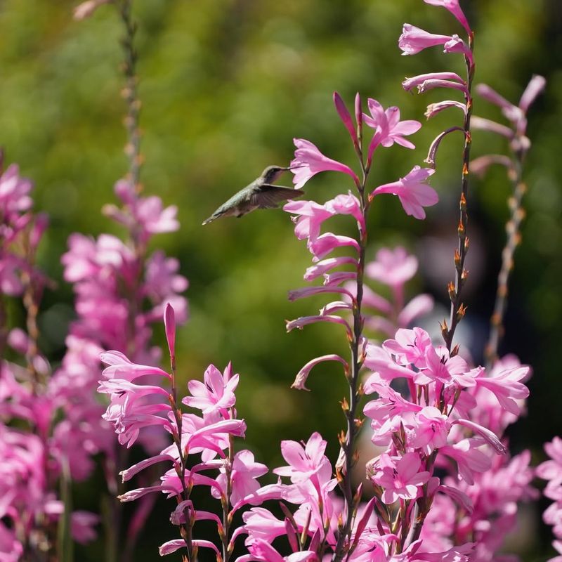 Watsonia