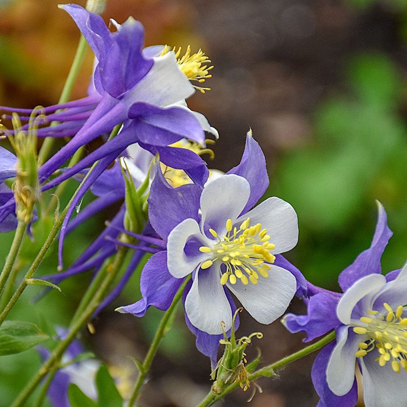 Columbine