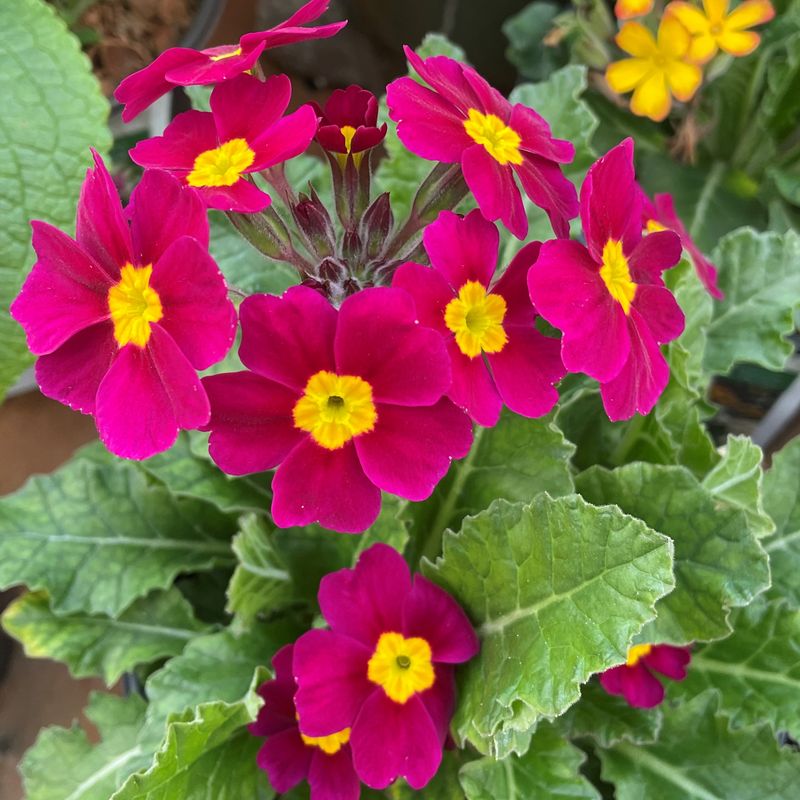 Primrose