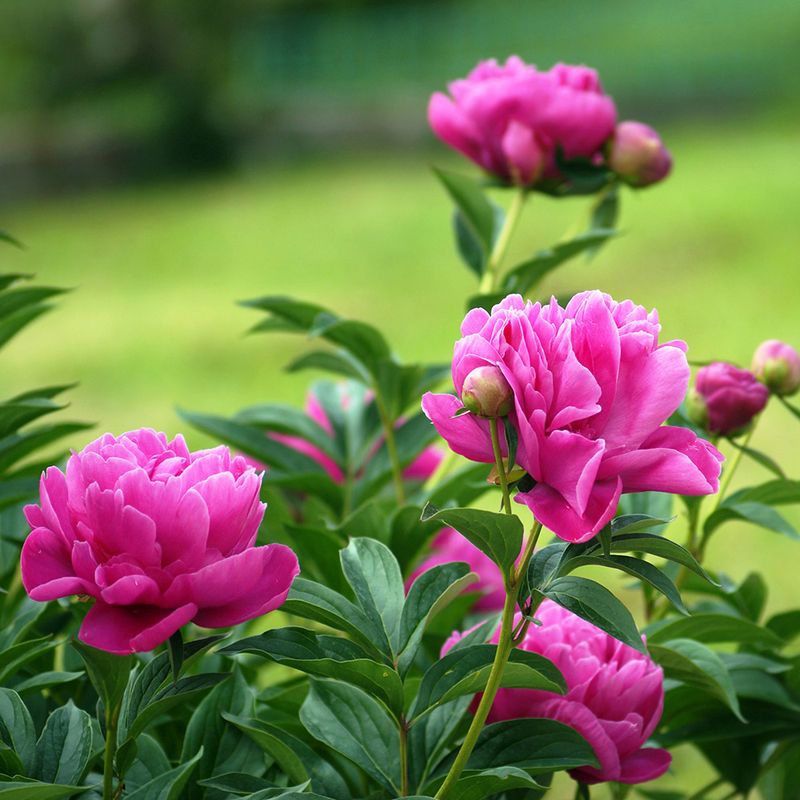 Peonies