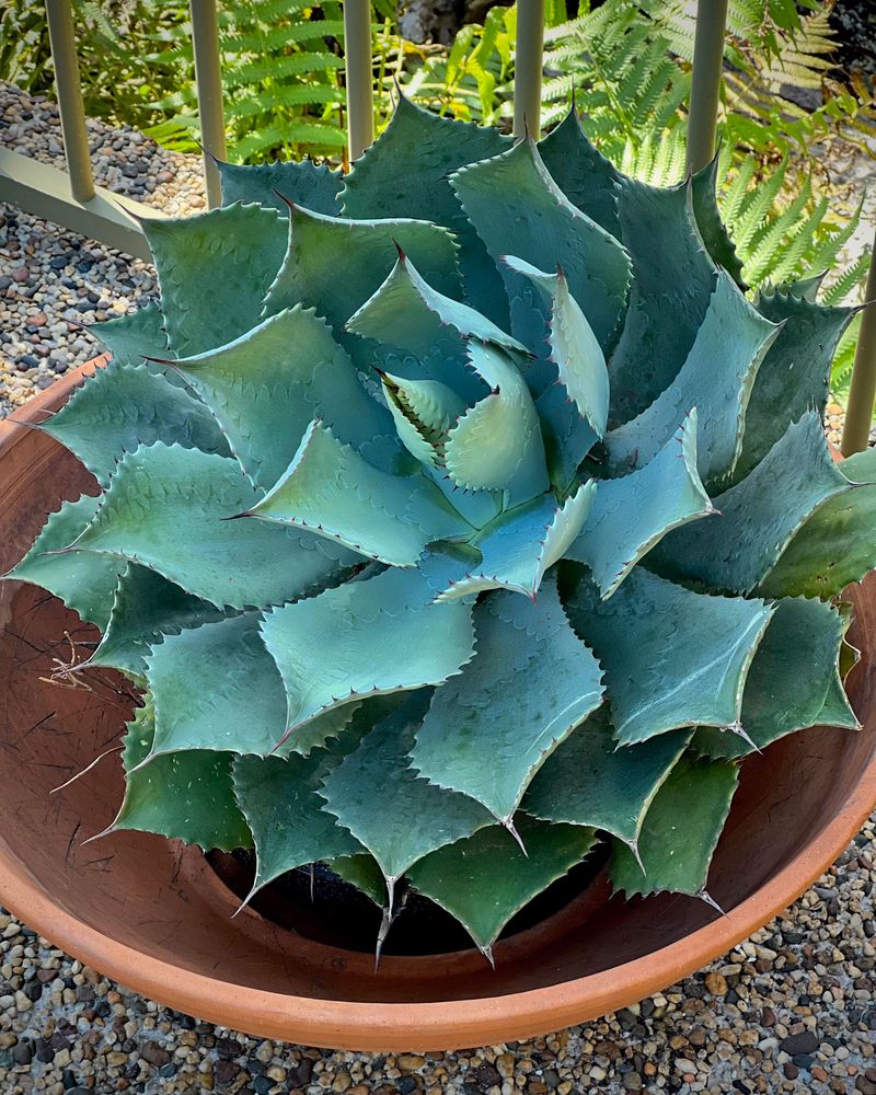 Agave – A Slow-Growing Succulent That Needs Little Help