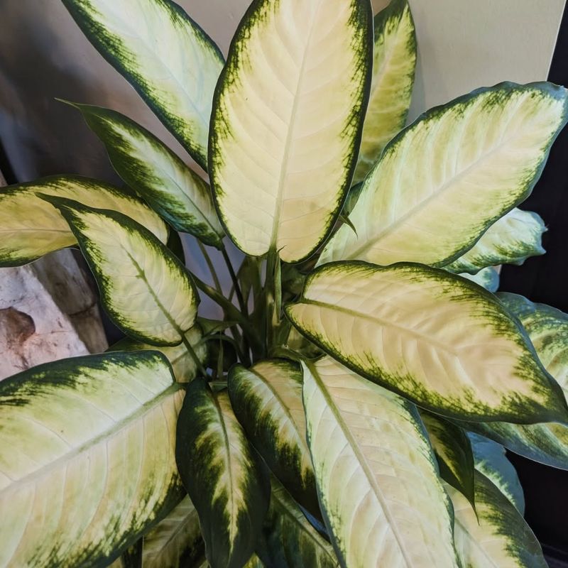 Dumb Cane