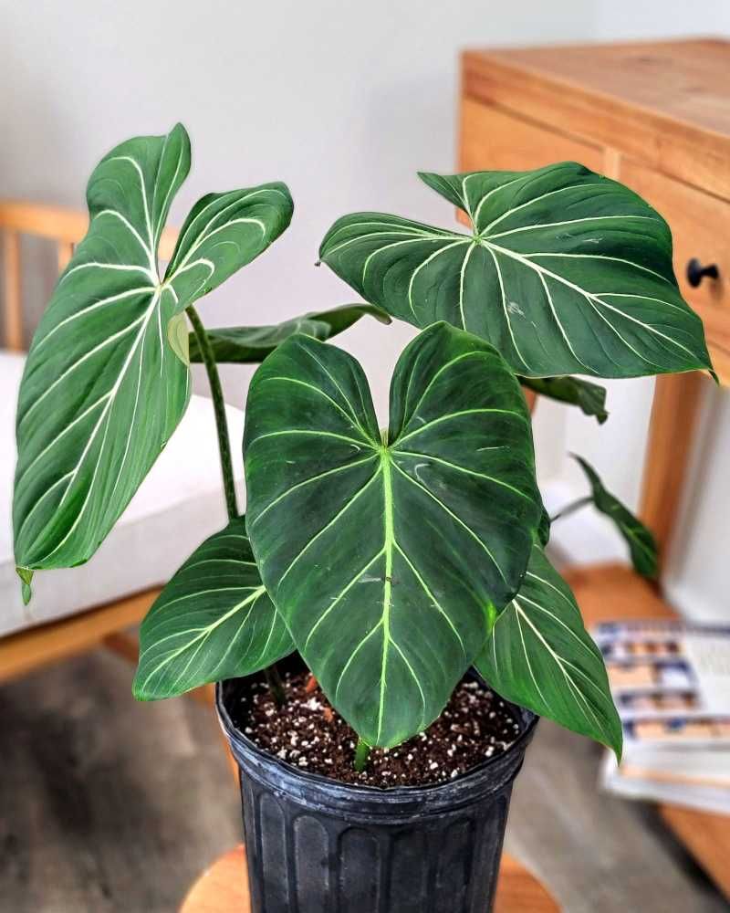 Philodendron