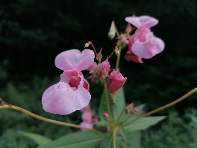 Himalayan Balsam