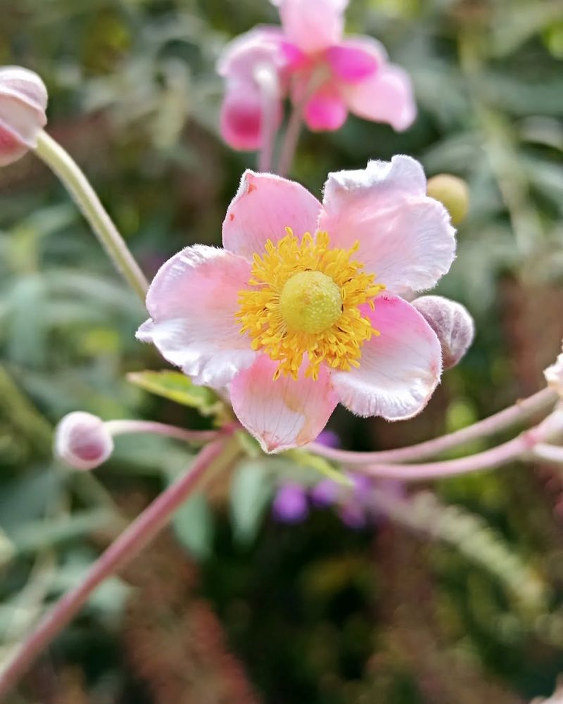 Japanese Anemone (Anemone Hupehensis Var. Japonica)