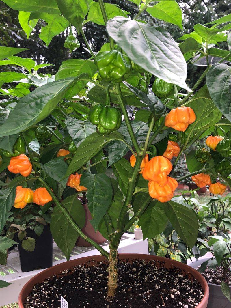 Scotch Bonnet