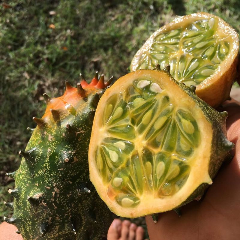 Horned Melon