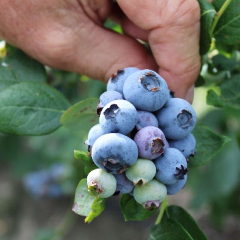 Blueberries