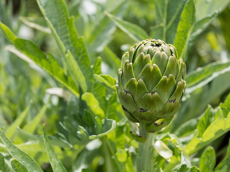 Artichokes