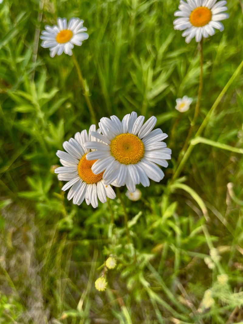 Daisies