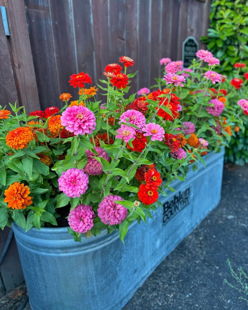 Zinnias