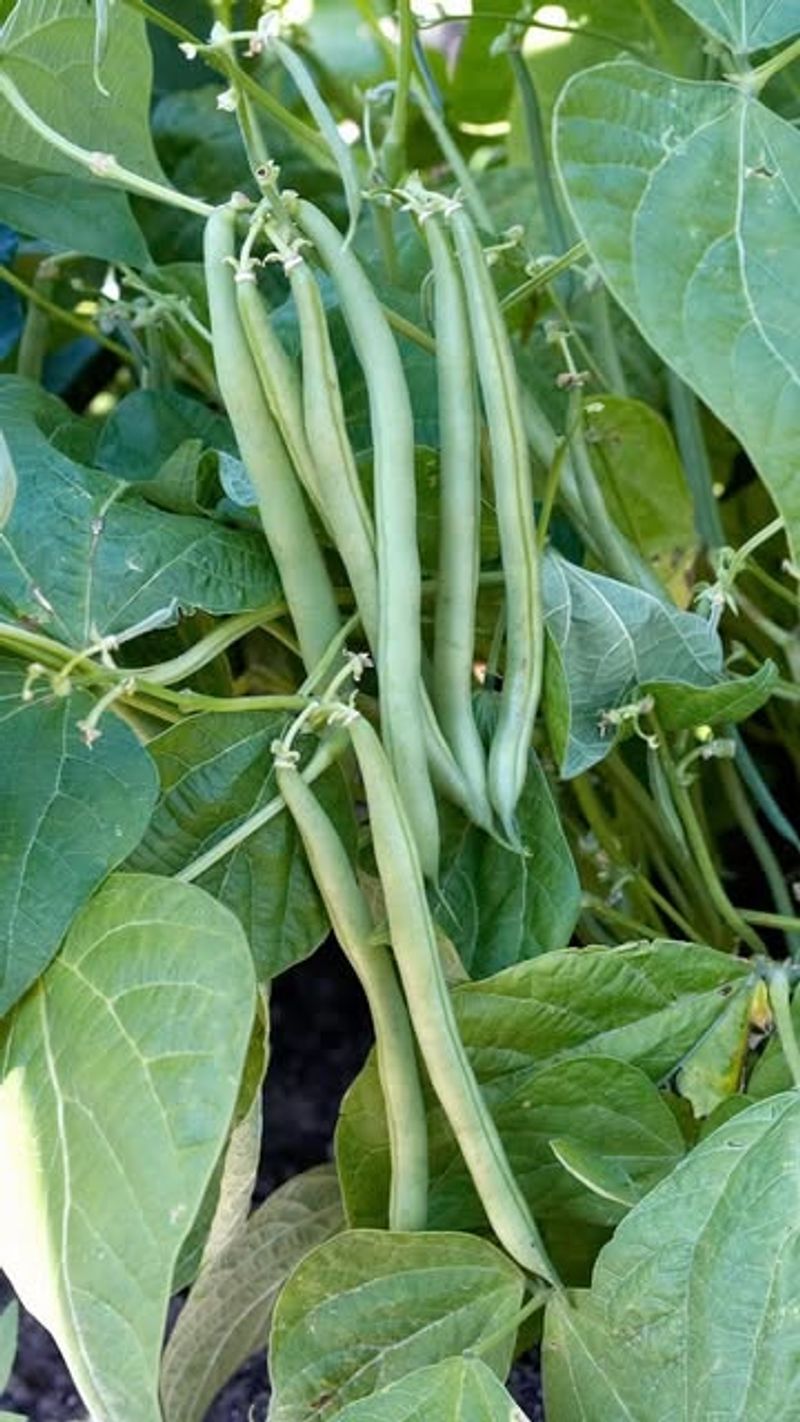 Green Beans