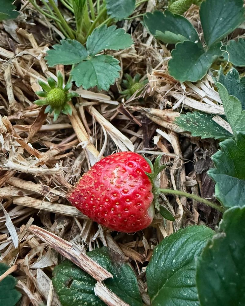 Strawberries